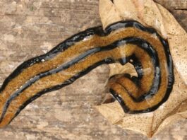 Gusano asesino se extiende por toda Europa